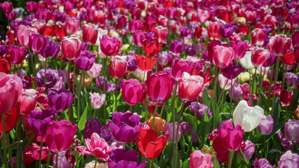 Vibrant tulip field in netherlands showcasing colorful spring blooms in full sunlight displaying nature's beauty and diversity outdoors during daytime garden season