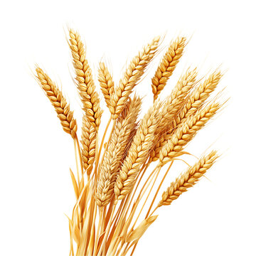 Golden Wheat Sheaves Harvest Abundance  Cereal Grains On Transparent Background