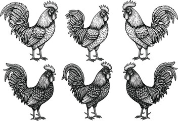 Detailed vintage rooster illustrations, hand-drawn farm bird set, black and white poultry artwork, rustic etching style chicken design