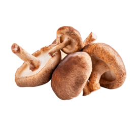 shitake edible m ushrooms