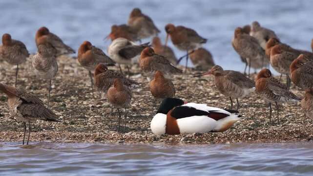 A common shelduck (Tadorna tadorna) resting on an island and surrounded by Black-tailed Godwits