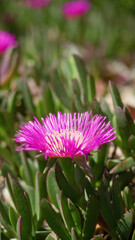 Obraz premium Captivating sunset-lit carpobrotus edulis flower with vibrant pink petals and lush foliage in sunlit torrevieja, spain, showcasing natural beauty and botanical diversity.