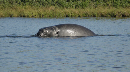 Fototapeta premium Manatee swims slowly half-submerged along a freshwater river near the shore