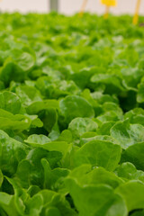 Hydroponic iceberg lettuce grows in smart,pesticide-free greenhouse.Close leaves