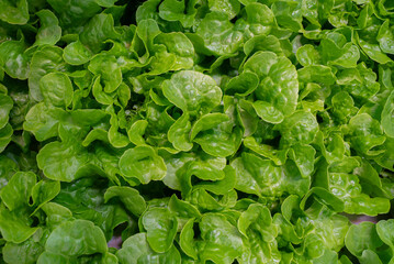 Organic spinach leaves growing in hydroponic greenhouse. Fresh, sustainable farm