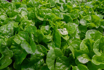 Organic spinach leaves growing in hydroponic greenhouse. Fresh, sustainable farm