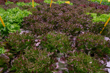 Red lettuce leaves grown, mineral solutions in modern hydroponic greenhouse lab