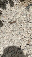 The beach stones and lizard