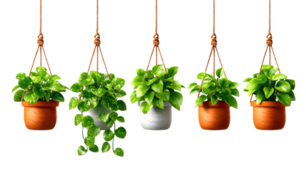 Hanging Plants Display: A captivating display of vibrant hanging plants, each cradled in its own pot, suspended delicately to create a harmonious blend of nature and design.