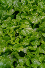 Organic spinach leaves growing in hydroponic greenhouse. Fresh, sustainable farm