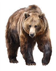brown bear isolated on white