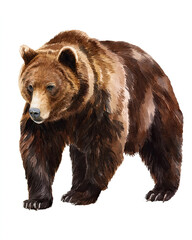 Fototapeta premium brown bear illustration