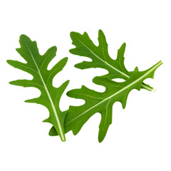 Fototapeta premium Two fresh, green arugula leaves with distinct lobed shapes and prominent veins.