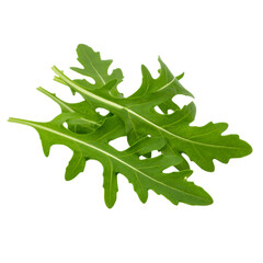 Fototapeta premium Fresh green arugula leaves with jagged edges and prominent veins arranged overlapping each other.