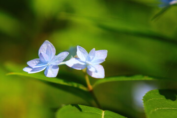 Ancient Hydrangea Species Macro Shot from Japan