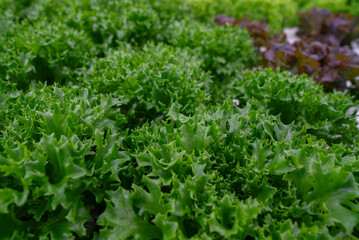 Growing eco plants lettuce salad, batavia plantation in hydroponic conditions.