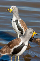 South Africa, Kruger National Park, White-crowned / White-headed Lapwing / Plover (Vanellus...