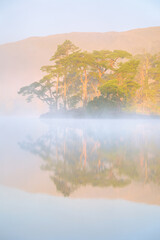Misty morning sunlight on Scots Pine trees at Tarn Hows in The Lake District, UK.