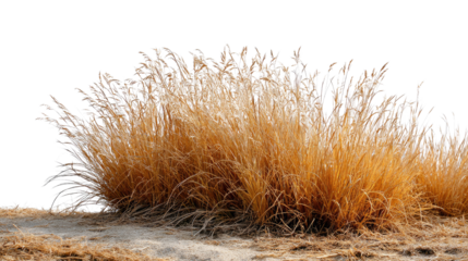 Dried Grass Bush: A captivating close-up captures a stunning dried grass bush, its golden hues contrasting gently with the environment.