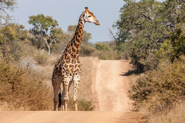 South Africa, Kruger National Park, Giraffe (Giraffa camelopardalis)