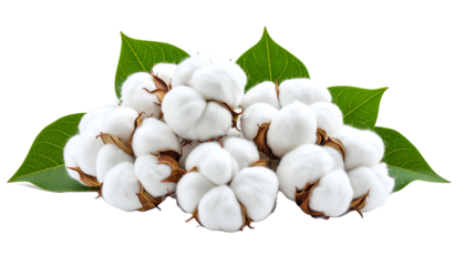 Cotton plants, raw cotton, fluffy white bolls, and cotton fiber pile showcase natural beauty, ideal for showcasing sustainable agriculture, textile production, and organic farming practices