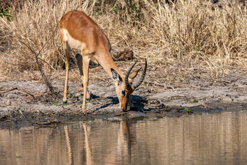 South Africa, Kruger National Park, Impala (Aepyceros malampus), male drinking water