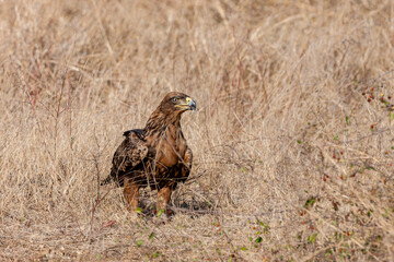 South Africa, Kruger National Park, Tawny Eagle (Aquila rapax)