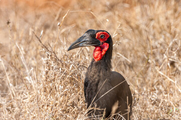 South Africa, Kruger National Park, Southern Ground-Hornbill (Bucorvus leadbeateri)