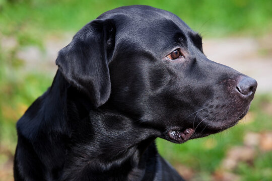 Labrador retriever watching carefully for something.
