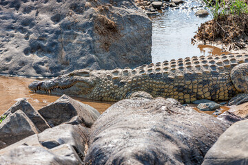 South Africa, Kruger National Park, Nile Crocodile (Crocodylus niloticus)