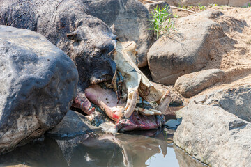 South Africa, Kruger National Park, Dead Hippopotamus 
