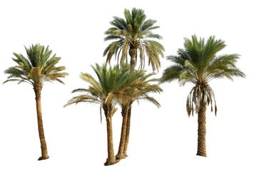 Isolated Group of Date Palm Trees on a Black Background Tropical Plants for Composite Work and Design Elements Nature