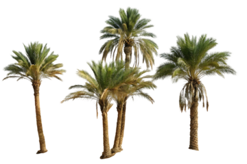 Isolated Group of Date Palm Trees on a Black Background Tropical Plants for Composite Work and Design Elements Nature