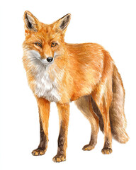 Fototapeta premium illustration watercolor style of red fox realistic isolated on white