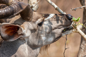 South Africa, Kruger National Park, Greater Kudu (Tragelaphus strepsiceros), male