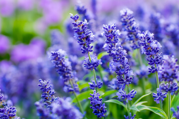 Fototapeta premium Natural lavender garden