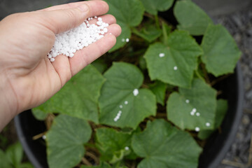 Hand sprinkling white granules on green plant leaves in a pot during a sunny afternoon in a garden...