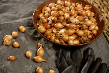 Harvesting fresh shallots from the garden in a rustic setting during late afternoon light creates a...