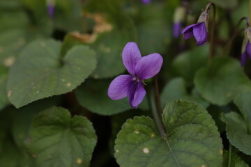 fiore di viola mammola in primavera
