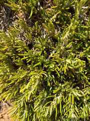 Close up texture created by jade plant, or Gillum, a sturdy, evergreen succulent, tree-like in shape, the fleshy leaves are tubular and bright green.