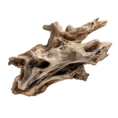 Old dead tree trunk with a natural animal skull, bones, and teeth