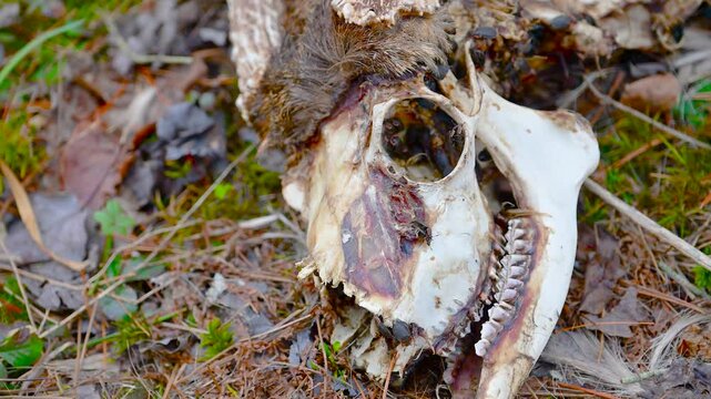 Skull of a dead male deer, a buck, that is being picked clean by insects.  What is known as a "Dead Head" was found in the woods this spring.  Carrion beetles are eating the flesh from the bones.