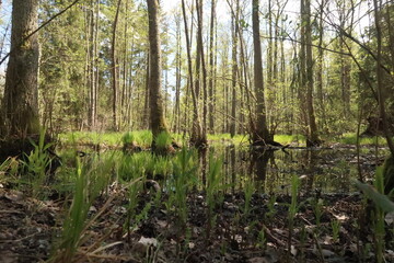 Mangroves in a natural reserve in Sweden