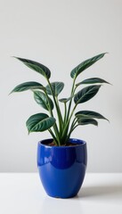 Lush Green Plant in a Cobalt Blue Pot Against a White Background