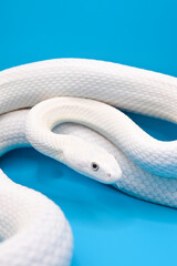 青い背景に美しい白い蛇