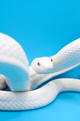 青い背景に美しい白い蛇