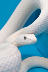 青い背景に美しい白い蛇