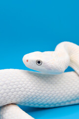 青い背景に美しい白い蛇