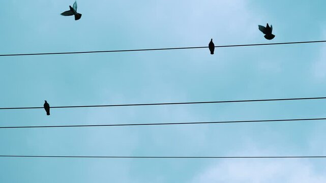 Pigeons resting on electrical wires with birds in flight.