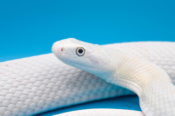 青い背景に美しい白い蛇